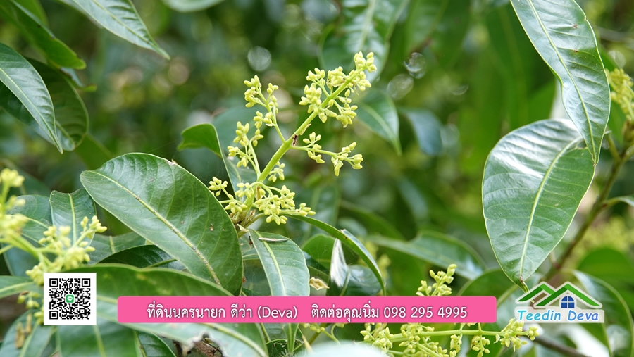 บ้านสวนผลไม้ สามารถเก็บผลผลิตได้เลย พื้นที่ 2 ไร่ 1 งาน อ.ปากพลี จ.นครนายก