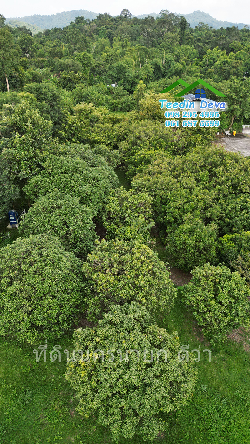 🌳🍊 ที่ดินนครนายก สวนผลไม้ เนื้อที่ 2 ไร่ ในทำเลติดกับภูเขา วิวสวยงาม ผลไม้เก็บผลผลิตได้แล้ว