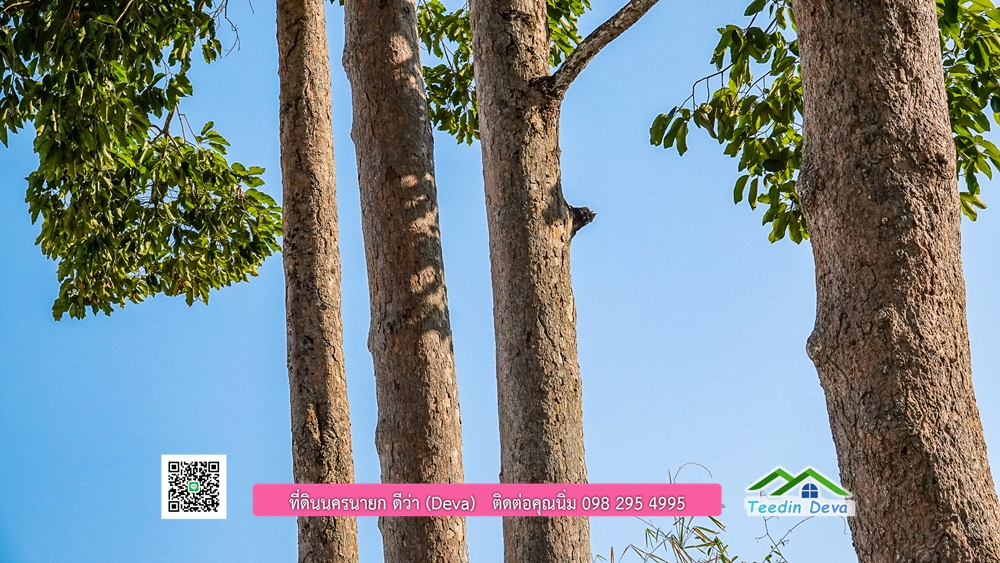 ที่ดินนครนายก แบ่งขายแปลงเล็ก ขนาด 210-803 ตร.ว. ใกล้แหล่งท่องเที่ยวจุดชมวิว