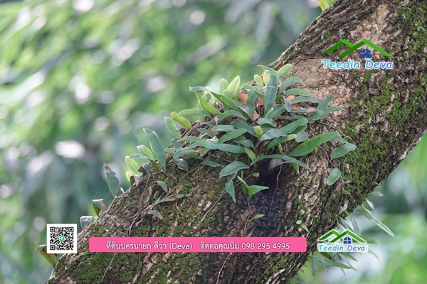 🌳 ที่ดินแปลงสวย 1 ไร่ 21 ตร.ว ใกล้กับแม่น้ำนครนายก บรรยากาศดี ร่มรื่น มีต้นไม้ใหญ่ในแปลง โฉนดครุฑแดง