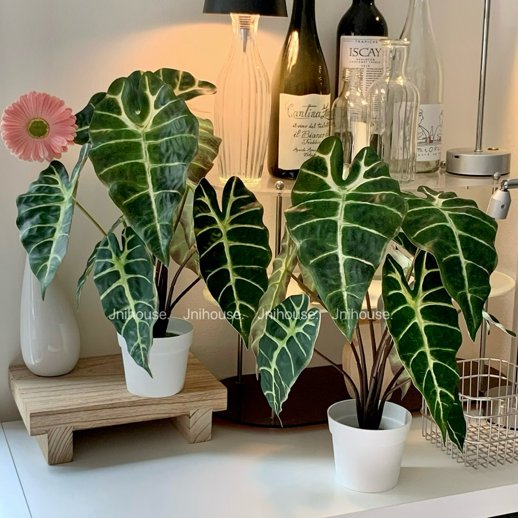 [พร้อมส่ง] Jnihouse : ต้นอโลคาเซีย ซานเดอเรียนาประดิษฐ์