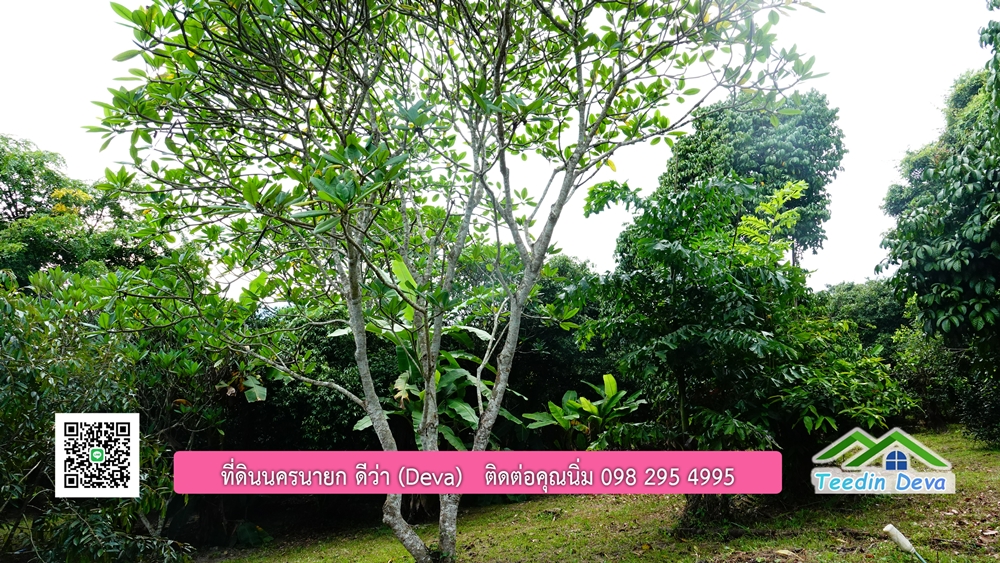 ที่ดินนครนายก สวนผลไม้ พื้นที่ 7 ไร่ ปลูกทุเรียน มังคุด ลองกอง มะยมชิด มีอาคาร 4 หลัง ด้านหน้าถนนสาธารณะ ด้านหลังติดอ่างเก็บน้ำ