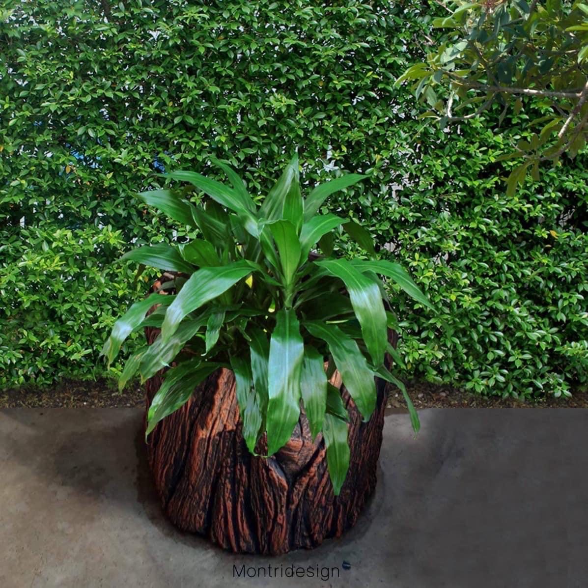 กระถางต้นไม้ปูนลายไม้ ทรงตอไม้ รุ่น ตอไม้ กว้าง 30*35 cm.