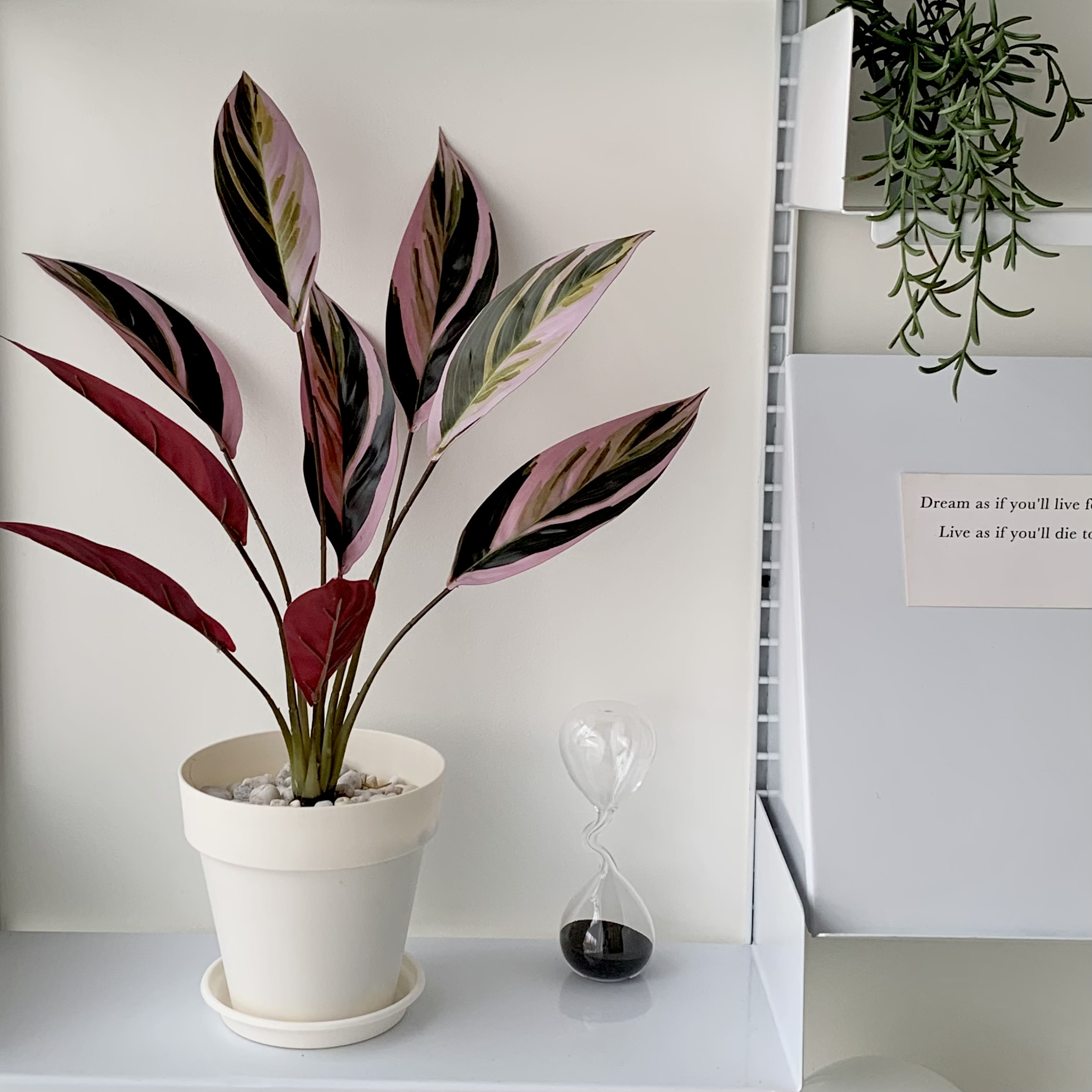[พร้อมส่ง] Jnihouse : ต้นคล้าปลอม (Calatheas) ต้นไม้ปลอม ต้นไม้ประดับ