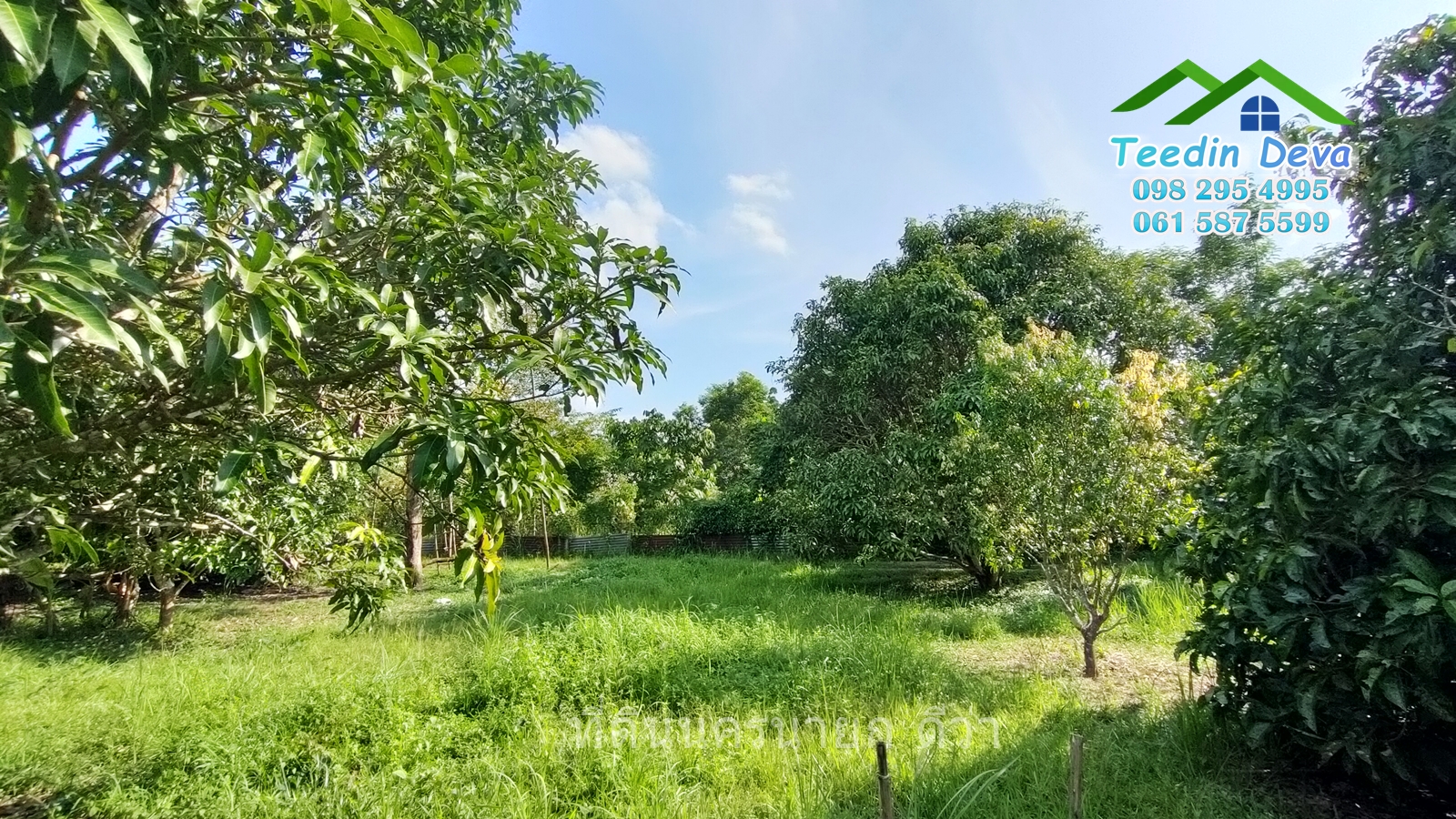 🌳🍊 ที่ดินนครนายก สวนผลไม้ เนื้อที่ 2 ไร่ ในทำเลติดกับภูเขา วิวสวยงาม ผลไม้เก็บผลผลิตได้แล้ว