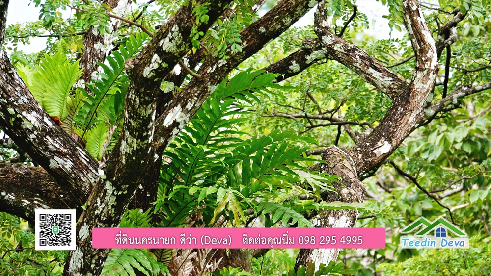 ที่ดินนครนายก ติดลำธารสวยๆ ที่ดินแปลงสวย 6 ไร่ ทำเลดี ในอ้อมกอดของขุนเขา ด้านหลังติดลำธารธรรมชาติ