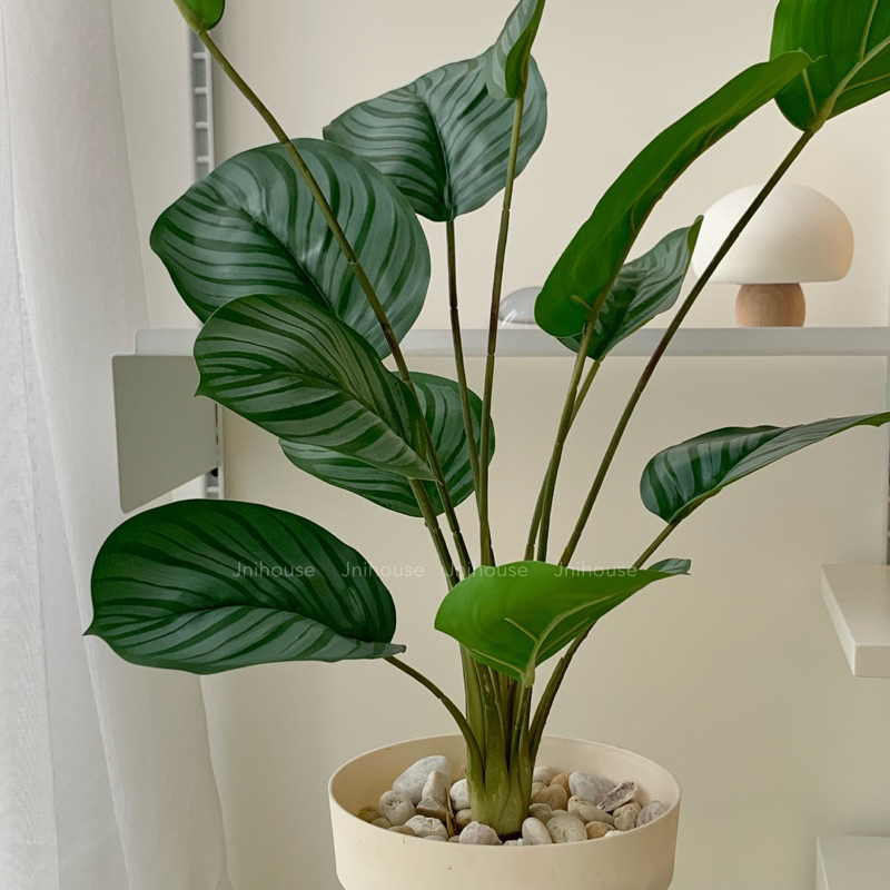 [พร้อมส่ง] Jnihouse : ต้นคล้าปลอม (Calatheas)