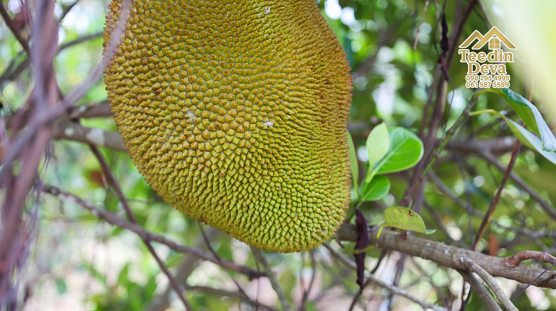 🌤 วิวภูเขาโอบล้อม ความสงบโอบใจ... ที่ดินสวนผลไม้ 120 ตร.ว. ต.หินตั้ง อ.เมือง จ.นครนายก 💛