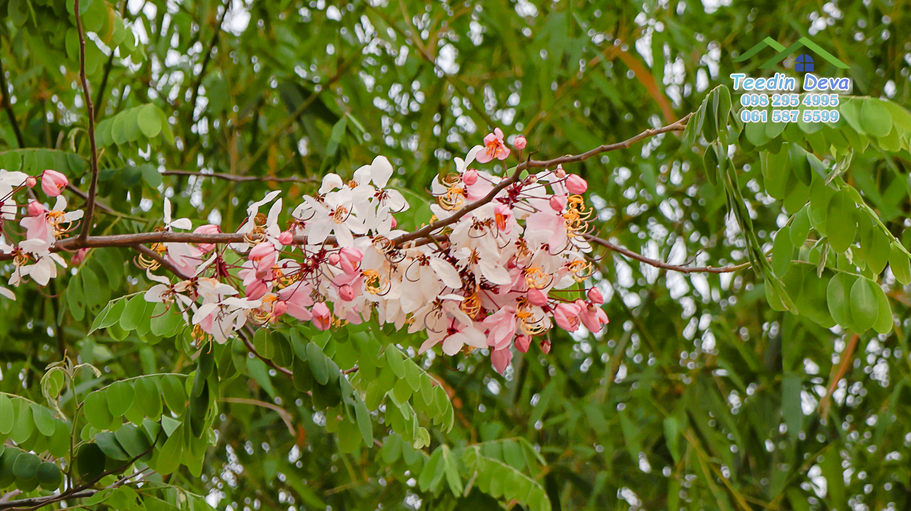 (ปิดการขาย) ที่ดินนครนายก ติดภูเขา ลำธารธรรมชาติไหลผ่านแปลง เนื้อที่ 10 ไร่ 1 งาน ต. สาริกา อ. เมือง จ.นครนายก
