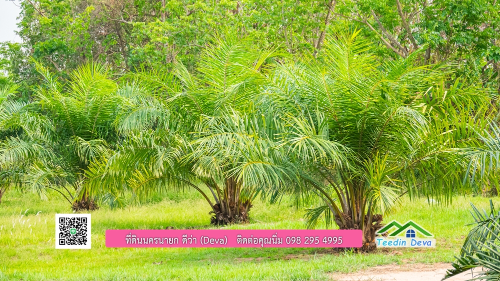 ขายที่ดิน สวนปาล์ม แปลงสวย ทำเลดี เนื้อที่ 11-3-8 ไร่ ให้ผลผลิตแล้ว อ.ปากพลี จ.นครนายก