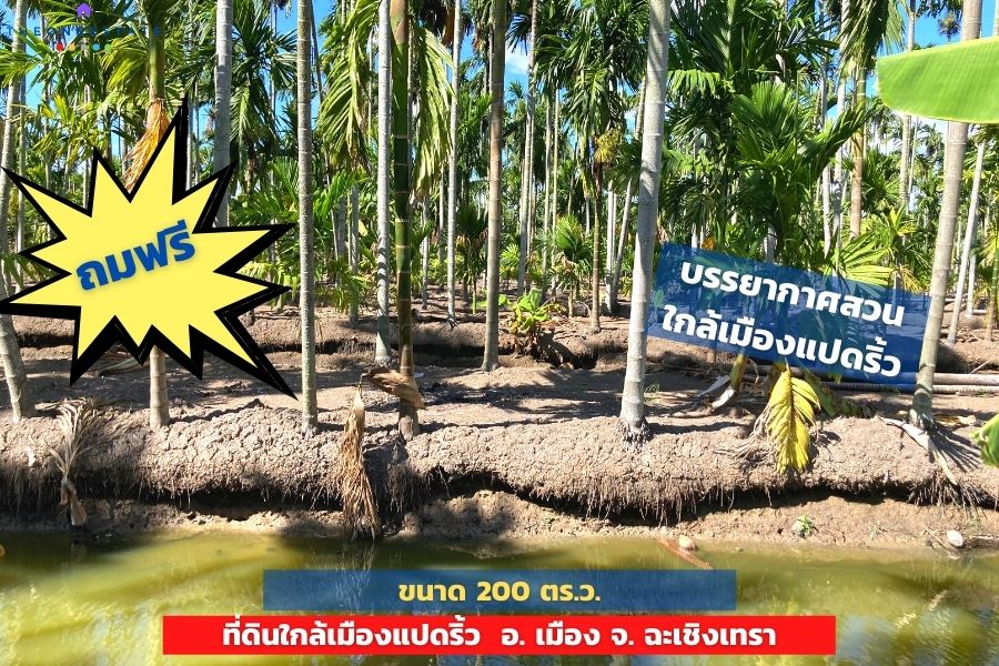 📣 ขายด่วน! ที่ดินเมืองแปดริ้วบรรยากาศสวน 200 ตรว. บรรยากาศดีมาก เหมาะทั้งทำการเกษตร สร้างบ้านอาศัย ต.บางตีนเป็ด อ.เมือง จ.ฉะเชิงเทรา The Best ! | โทร. 085-992-9228