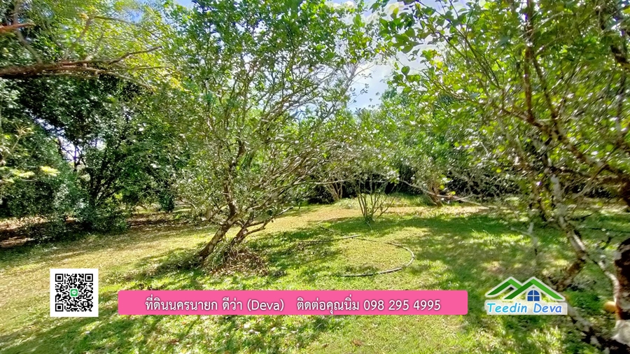 บ้านสวนผลไม้ ใกล้กับแหล่งท่องเที่ยว เจ้าของปลูกมะยงชิด ส้มโอ ต้นกฤษณา 20 ไร่ อยู่ติดถนนสายท่องเที่ยว สาริกา-นางรอง ต.สาริกา อ.เมือง จ.นครนายก