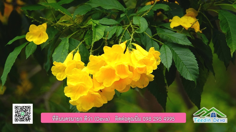 ขายรีสอร์ท ขนาด 10 ไร่ บรรยากาศดี ใกล้แหล่งท่อเที่ยว