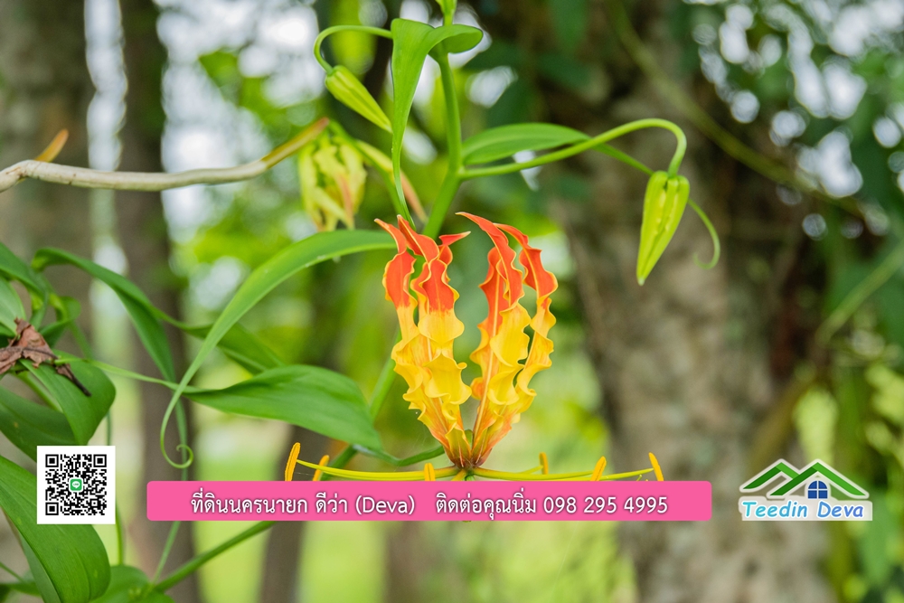 ขายบ้านสวน กลางนา วิวเขาใหญ่ ต.สาริกา อ.เมือง จ.นครนายก