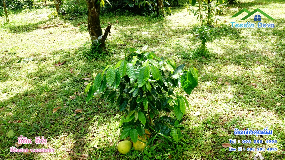 ที่ดินนครนายก สวนผลไม้ 2 ไร่ มีต้นพะยูง ต้นสักทอง ทุเรียน กาแฟ อยู่ใกล้เขื่อนขุนด่าน ต.สาริกา อ.เมือง จ.นครนายก