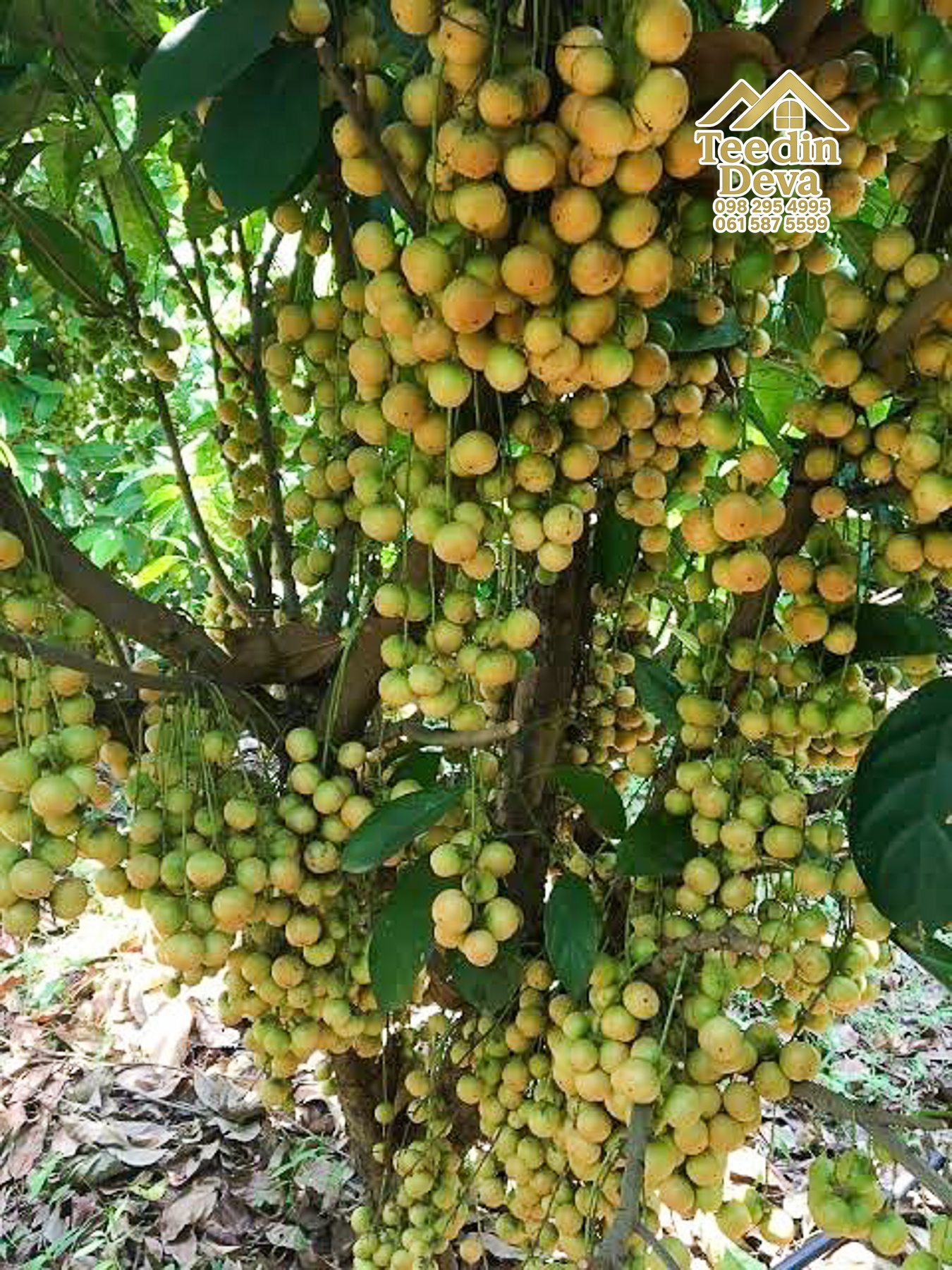 🌿 สวนผลไม้ในฝัน ใกล้เขื่อนขุนด่านปราการชล — 1 ไร่ 12 ตรว. ต.หินตั้ง อ.เมือง จ.นครนายก 🌿