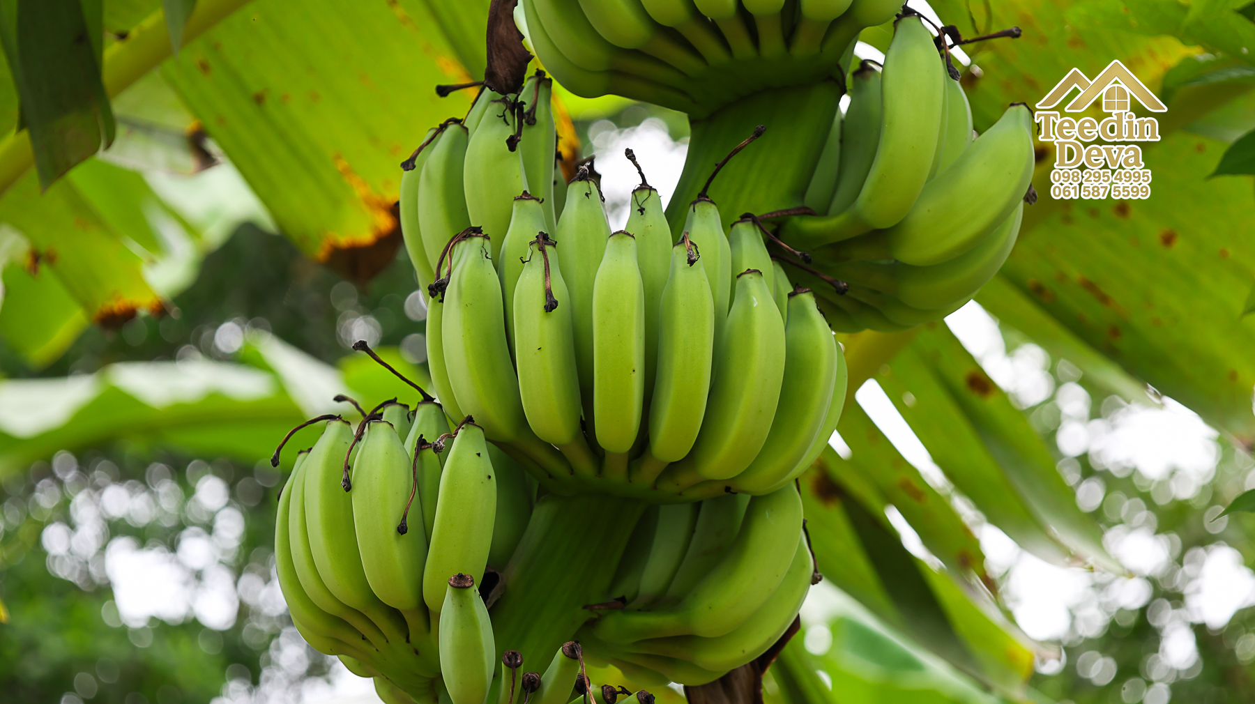 🌤 วิวภูเขาโอบล้อม ความสงบโอบใจ... ที่ดินสวนผลไม้ 120 ตร.ว. ต.หินตั้ง อ.เมือง จ.นครนายก 💛