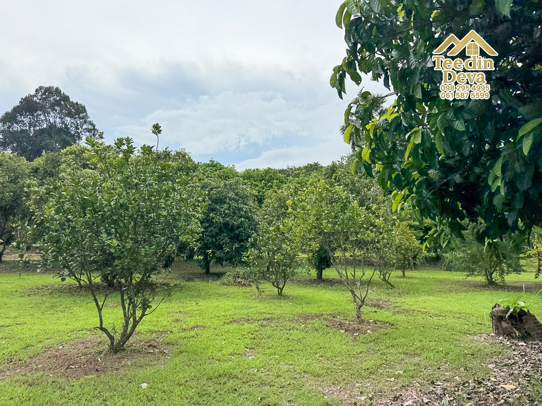 🌿 สวนผลไม้ในฝัน ใกล้เขื่อนขุนด่านปราการชล — 1 ไร่ 12 ตรว. ต.หินตั้ง อ.เมือง จ.นครนายก 🌿