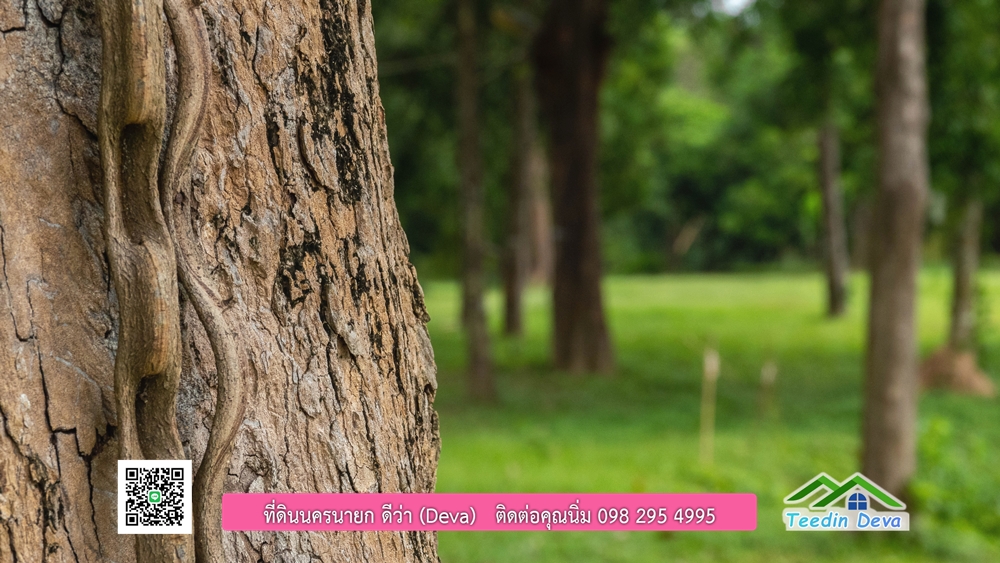 ที่ดินนครนายก ติดแม่น้ำ 14 ไร่ พื้นที่ติดแม่น้ำ 400 เมตร ชมลำธารสวยๆ บรรยากาศสบายๆ ต.สาริกา อ.เมือง จ.นครนายก