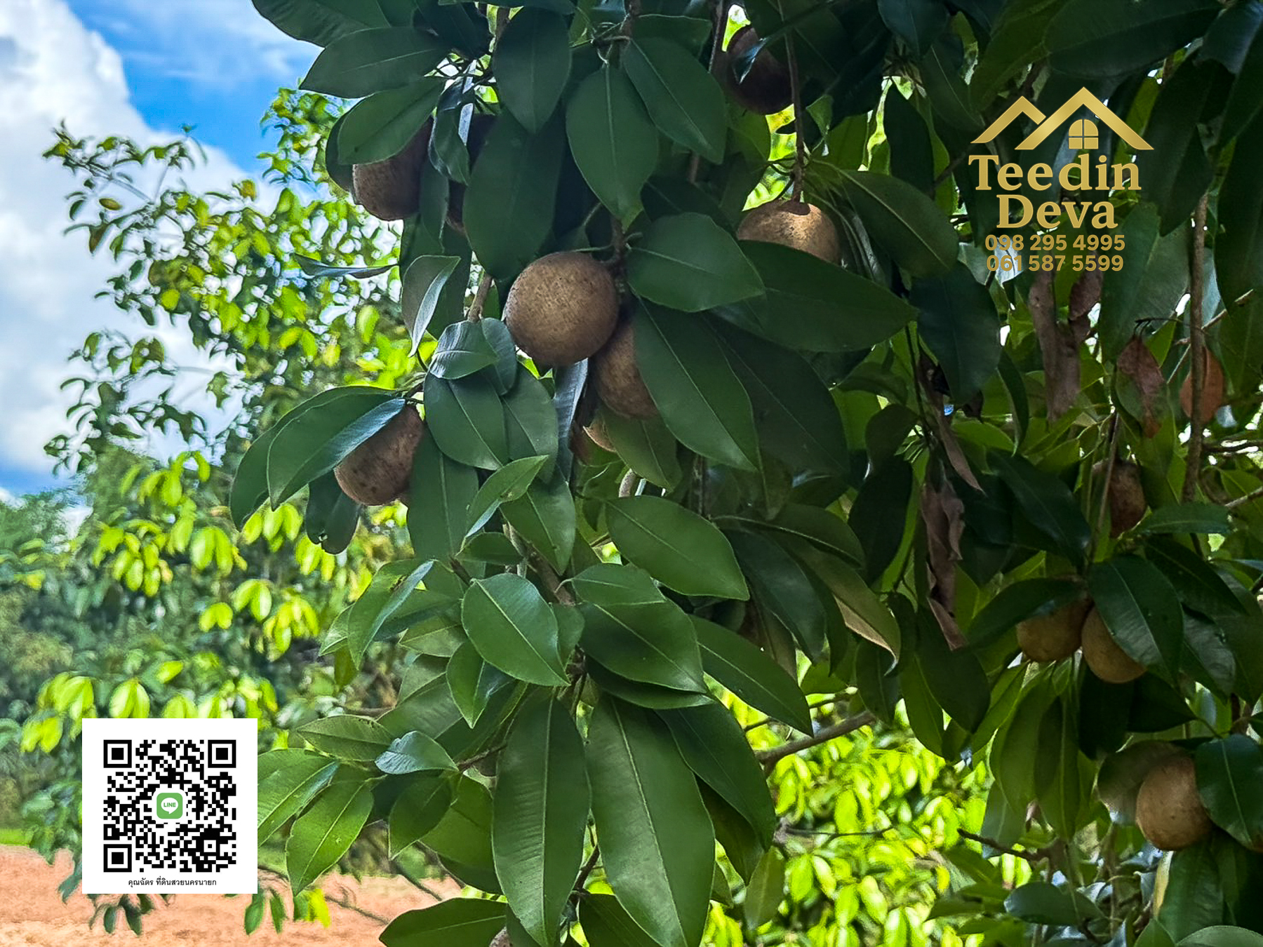 🌄 บ้านสวนผลไม้ในฝันกลางวิวเขาใหญ่ — 2 ไร่ 45 ตรว. ต.นาหินลาด อ.ปากพลี จ.นครนายก 🍃