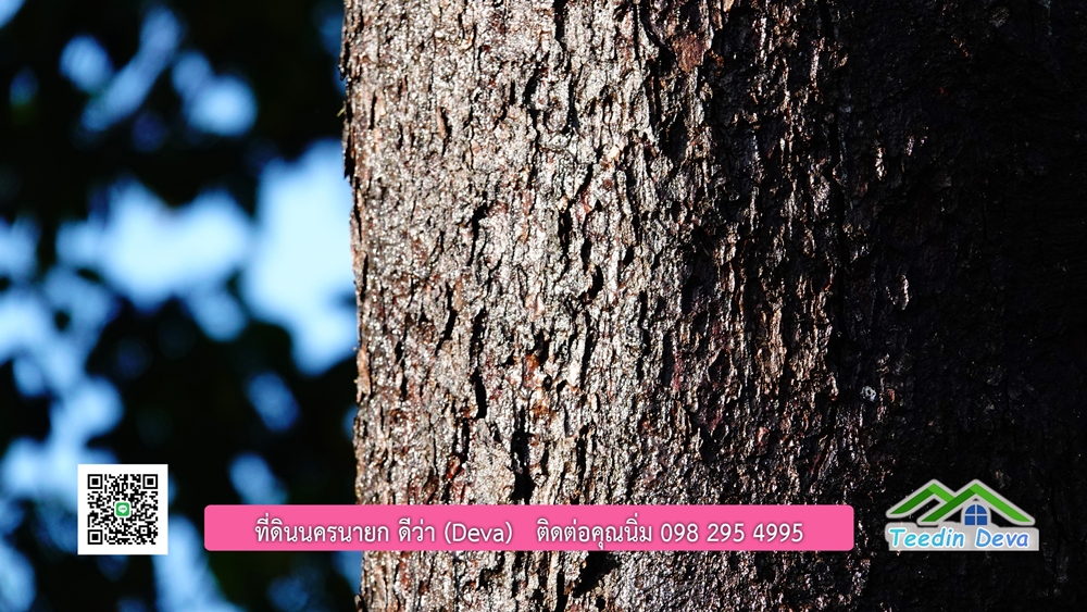 (ðī āļāļīāļāļāļēāļĢāļāļēāļĒ) āļāļĩāđāļāļīāļāļāļāļĢāļāļēāļĒāļ āļāļīāļāļĨāļģāļāļēāļĢ āļāļĨāļđāļāļāļĨāđāļĄāđ 8 āđāļĢāđ 2 āļāļēāļ āļ.āļŠāļēāļĢāļīāļāļē āļ.āđāļĄāļ·āļāļ āļ.āļāļāļĢāļāļēāļĒāļ