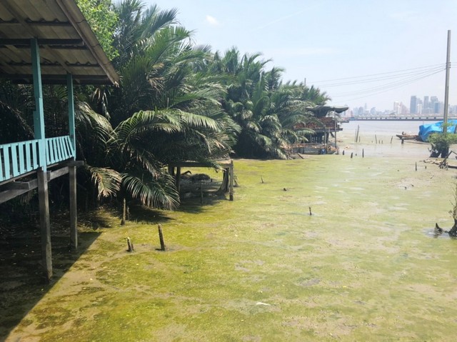 ขายที่ดินเปล่าบางกระเจ้า พระประแดง 6-3-30 ไร่ (N.155)