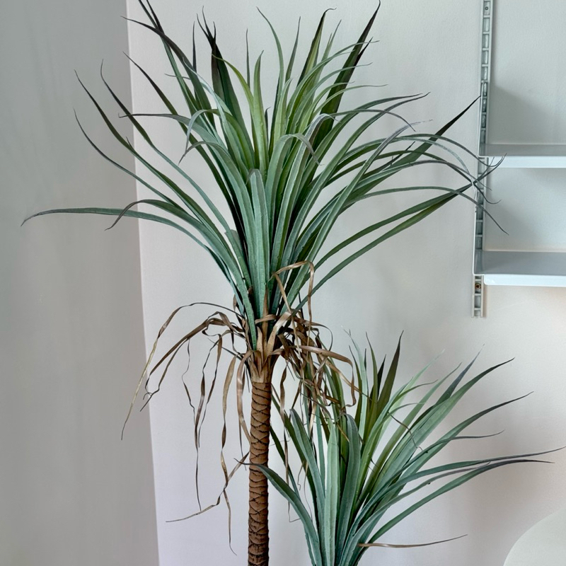 [พร้อมส่ง] : Jnihouse ต้นยุคคาประดิษฐ์ แถมตะกร้าสาน (Yucca Rostrata)(Tree)