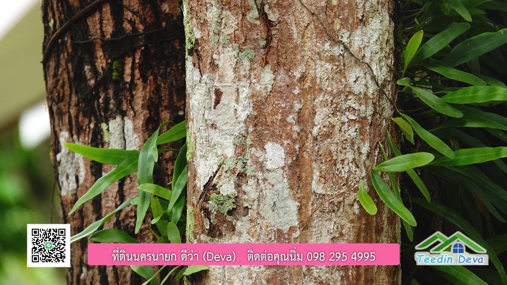 ขายรีสอร์ท ขนาด 10 ไร่ บรรยากาศดี ใกล้แหล่งท่อเที่ยว