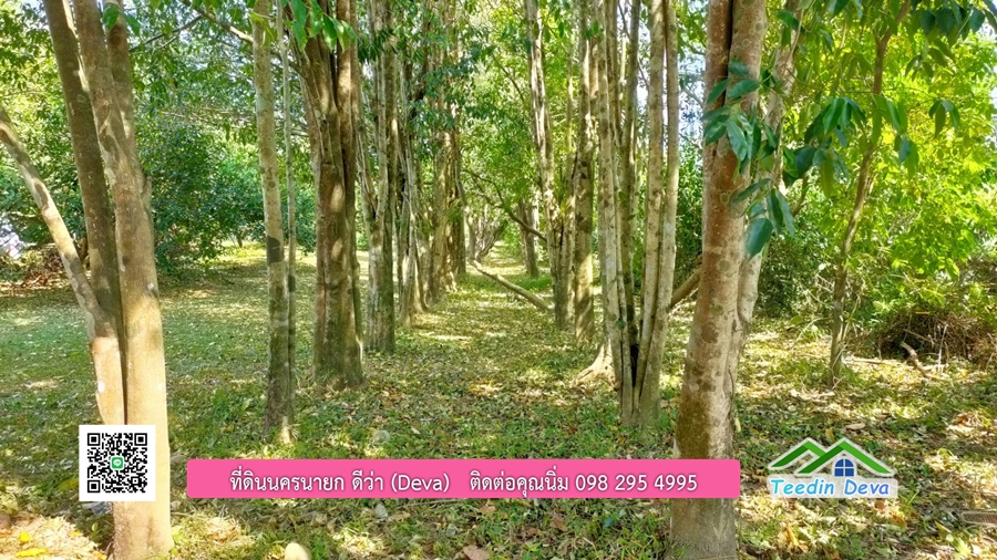 บ้านสวนผลไม้ ใกล้กับแหล่งท่องเที่ยว เจ้าของปลูกมะยงชิด ส้มโอ ต้นกฤษณา 20 ไร่ อยู่ติดถนนสายท่องเที่ยว สาริกา-นางรอง ต.สาริกา อ.เมือง จ.นครนายก