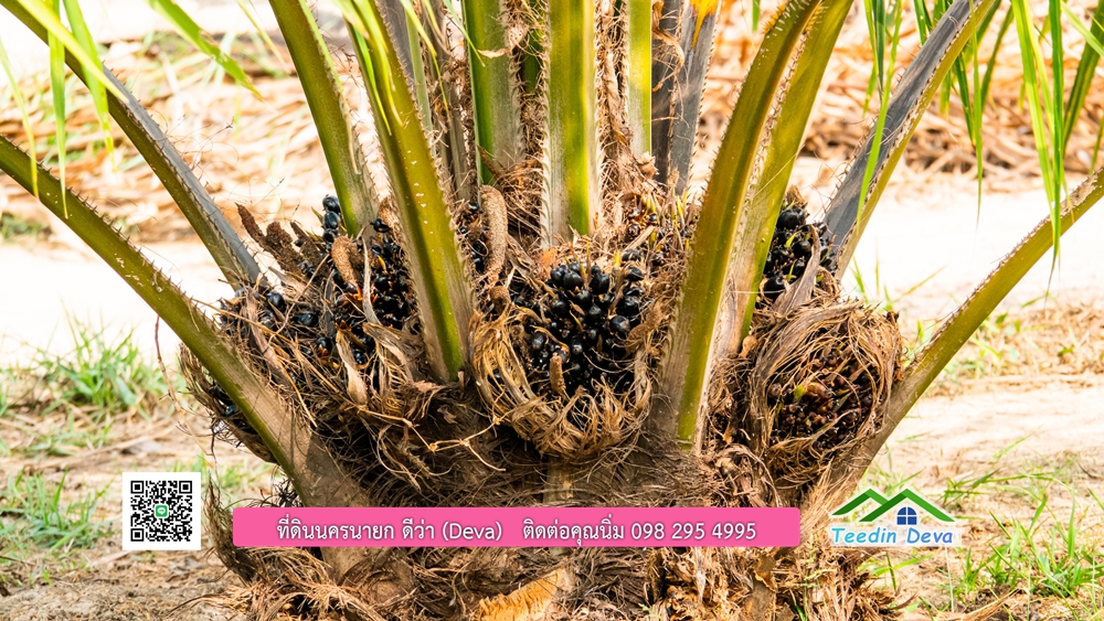 ขายที่ดิน สวนปาล์ม แปลงสวย ทำเลดี เนื้อที่ 11-3-8 ไร่ ให้ผลผลิตแล้ว อ.ปากพลี จ.นครนายก