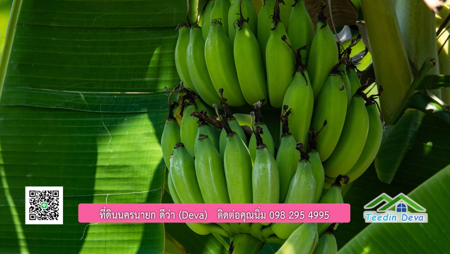 (ติดจอง) ที่ดินนครนายก บ้านสวน พร้อมที่ดิน ขนาด 1 ไร่ 1 งาน วิวภูเขาสวย อยู่ใกล้เขื่อนขุนด่านปราการชล