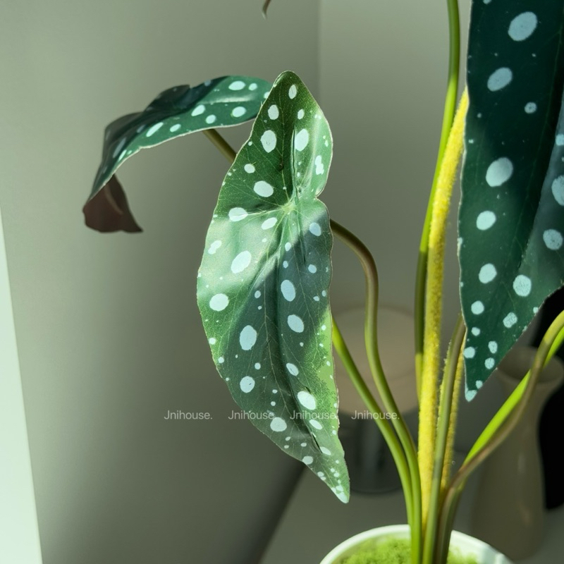 [พร้อมส่ง] Jnihouse : ต้นไม้ประดิษฐ์บีโกเนียลายจุด (Artificial Begonia Maculata Tree)