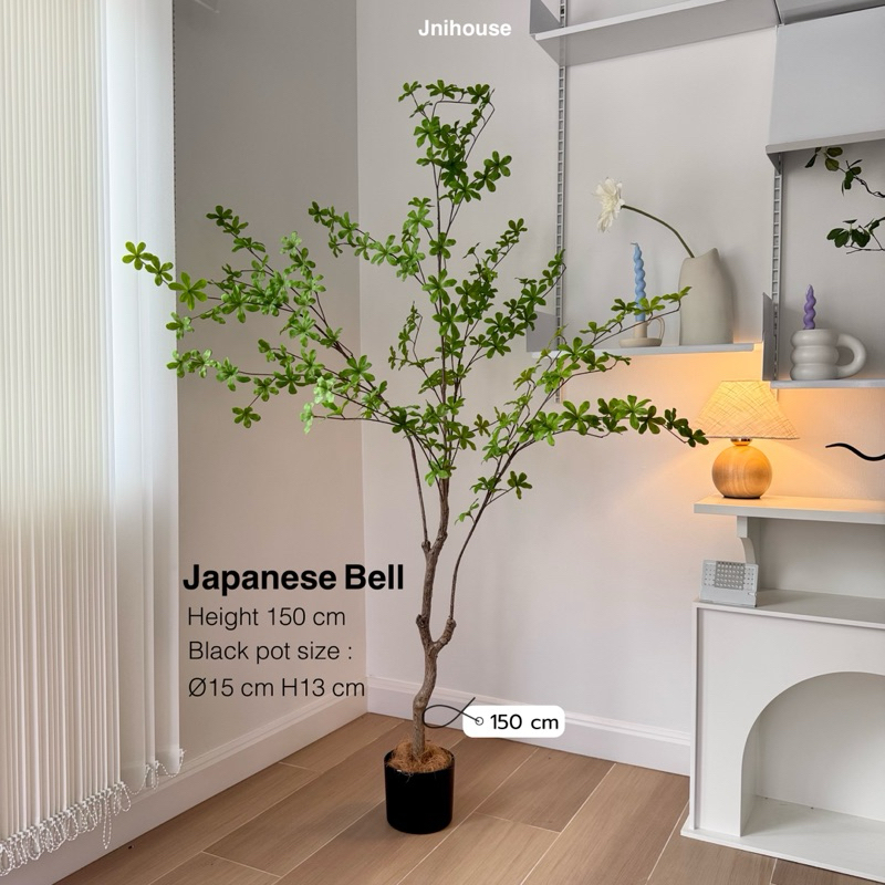 [พร้อมส่ง] Jnihouse : ต้น Japanese Bell ใส่กระถางดำสูง 150 cm