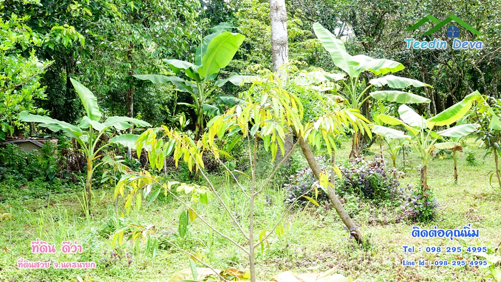 ที่ดินนครนายก สวนผลไม้ 2 ไร่ มีต้นพะยูง ต้นสักทอง ทุเรียน กาแฟ อยู่ใกล้เขื่อนขุนด่าน ต.สาริกา อ.เมือง จ.นครนายก