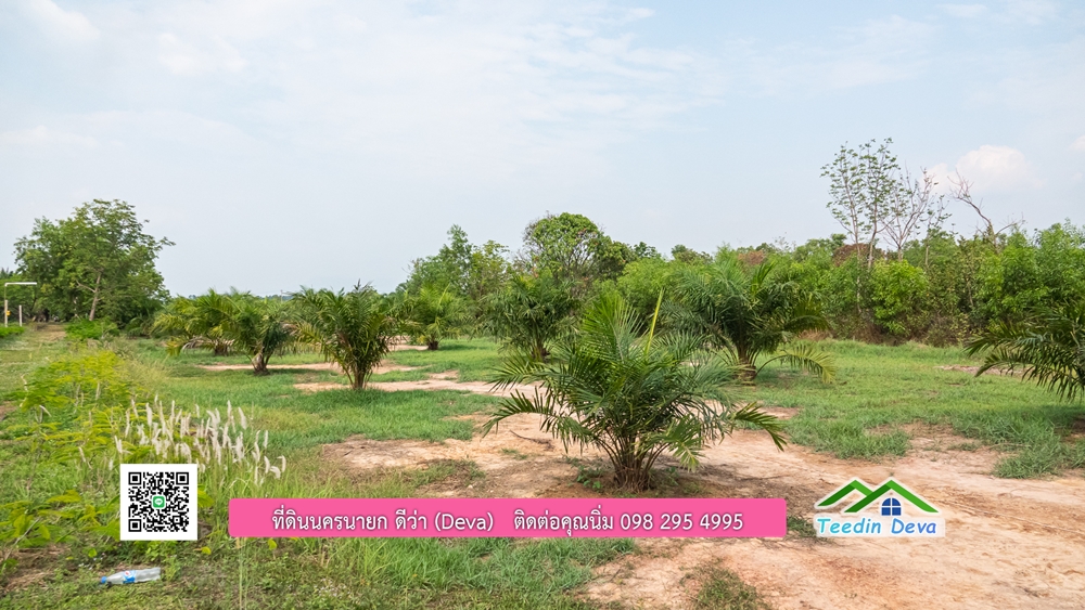 ขายที่ดิน สวนปาล์ม แปลงสวย ทำเลดี เนื้อที่ 11-3-8 ไร่ ให้ผลผลิตแล้ว อ.ปากพลี จ.นครนายก