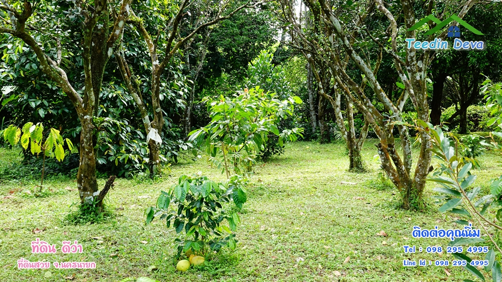 ที่ดินนครนายก สวนผลไม้ 2 ไร่ มีต้นพะยูง ต้นสักทอง ทุเรียน กาแฟ อยู่ใกล้เขื่อนขุนด่าน ต.สาริกา อ.เมือง จ.นครนายก