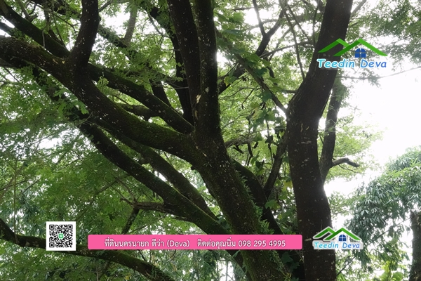 🌳 ที่ดินแปลงสวย 1 ไร่ 21 ตร.ว ใกล้กับแม่น้ำนครนายก บรรยากาศดี ร่มรื่น มีต้นไม้ใหญ่ในแปลง โฉนดครุฑแดง