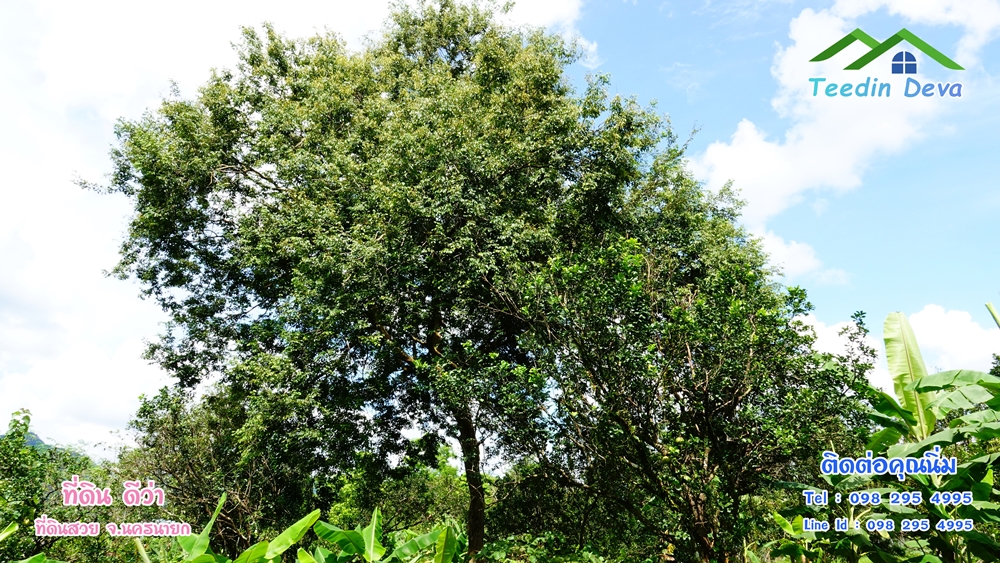 ที่ดินนครนายก สวนผลไม้ 2 ไร่ มีต้นพะยูง ต้นสักทอง ทุเรียน กาแฟ อยู่ใกล้เขื่อนขุนด่าน ต.สาริกา อ.เมือง จ.นครนายก