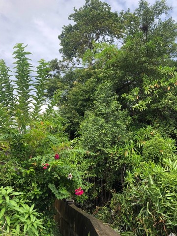 ขายที่ดินเปล่าบางกระเจ้า พระประแดง 6-3-30 ไร่ (N.155)