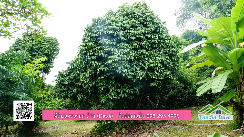 ที่ดินนครนายก สวนผลไม้ พื้นที่ 7 ไร่ ปลูกทุเรียน มังคุด ลองกอง มะยมชิด มีอาคาร 4 หลัง ด้านหน้าถนนสาธารณะ ด้านหลังติดอ่างเก็บน้ำ