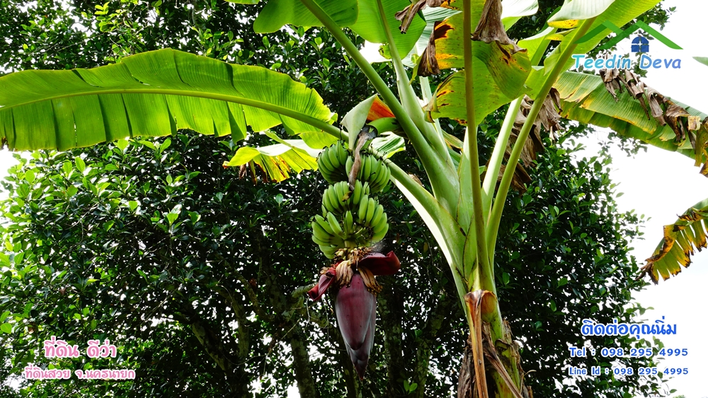 ที่ดินนครนายก สวนผลไม้ 2 ไร่ มีต้นพะยูง ต้นสักทอง ทุเรียน กาแฟ อยู่ใกล้เขื่อนขุนด่าน ต.สาริกา อ.เมือง จ.นครนายก