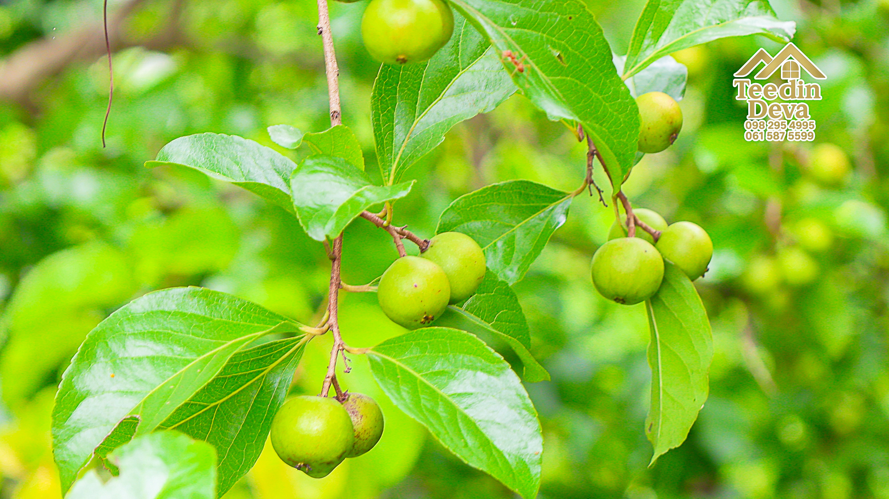 🌤 วิวภูเขาโอบล้อม ความสงบโอบใจ... ที่ดินสวนผลไม้ 120 ตร.ว. ต.หินตั้ง อ.เมือง จ.นครนายก 💛