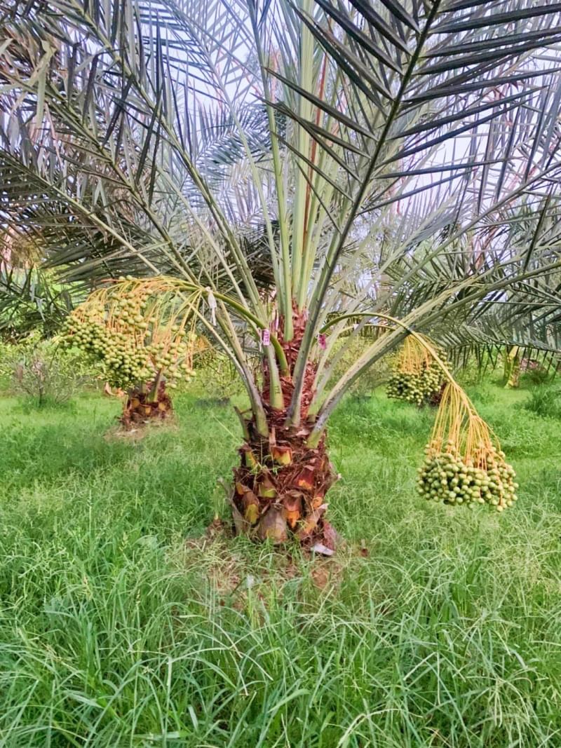 ที่ดินนครนายก บ้านสวนผลไม้ พื้นที่ 1 ไร่ 1 งาน ติดคลองส่งน้ำ ปลูกผลไม้หลากหลาย อ.ปากพลี จ.นครนายก