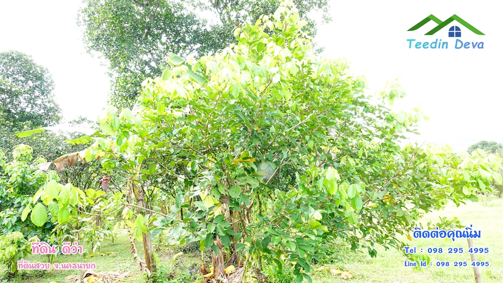 ที่ดินนครนายก สวนผลไม้ 2 ไร่ มีต้นพะยูง ต้นสักทอง ทุเรียน กาแฟ อยู่ใกล้เขื่อนขุนด่าน ต.สาริกา อ.เมือง จ.นครนายก