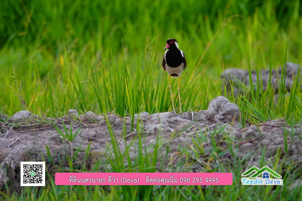 ที่ดินนครนายก โครงการ mountain 6