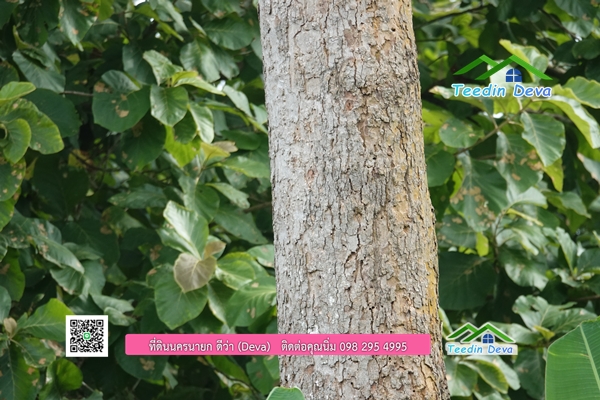 🌳 ที่ดินแปลงสวย 1 ไร่ 21 ตร.ว ใกล้กับแม่น้ำนครนายก บรรยากาศดี ร่มรื่น มีต้นไม้ใหญ่ในแปลง โฉนดครุฑแดง