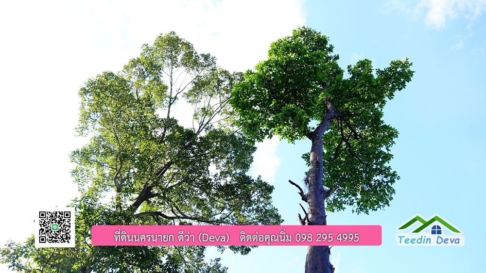 (ðī āļāļīāļāļāļēāļĢāļāļēāļĒ) āļāļĩāđāļāļīāļāļāļāļĢāļāļēāļĒāļ āļāļīāļāļĨāļģāļāļēāļĢ āļāļĨāļđāļāļāļĨāđāļĄāđ 8 āđāļĢāđ 2 āļāļēāļ āļ.āļŠāļēāļĢāļīāļāļē āļ.āđāļĄāļ·āļāļ āļ.āļāļāļĢāļāļēāļĒāļ