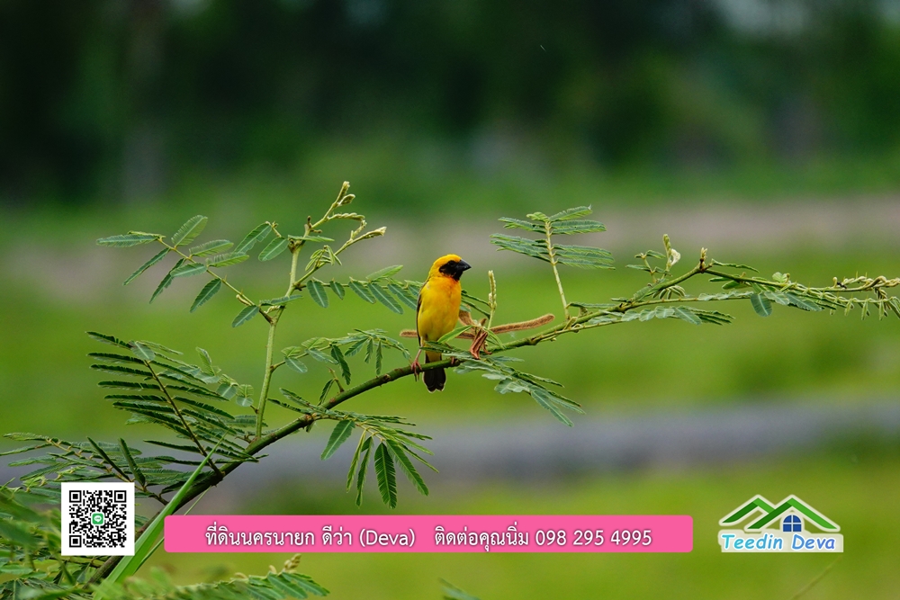 ที่ดินนครนายก โครงการ mountain 6