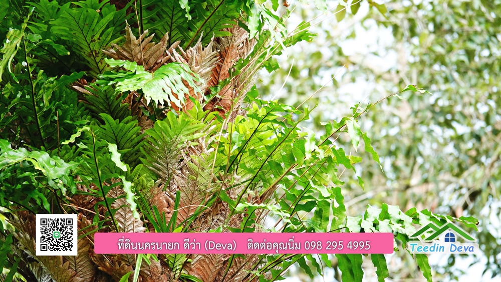 ที่ดินนครนายก ติดลำธารสวยๆ ที่ดินแปลงสวย 6 ไร่ ทำเลดี ในอ้อมกอดของขุนเขา ด้านหลังติดลำธารธรรมชาติ