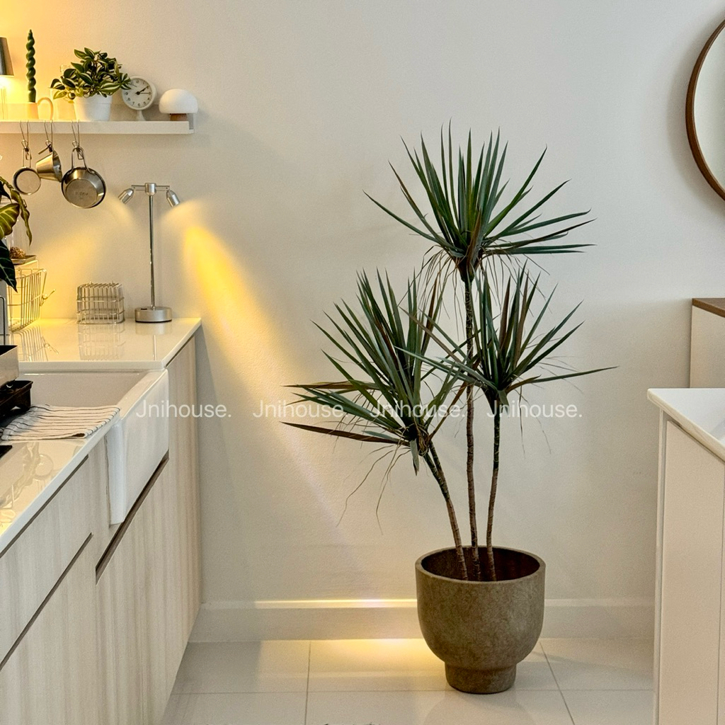 [พร้อมส่ง] Jnihouse : Dragon Tree ต้นไม้ประดิษฐ์ ขนาดสูง 130 cm (Tree)